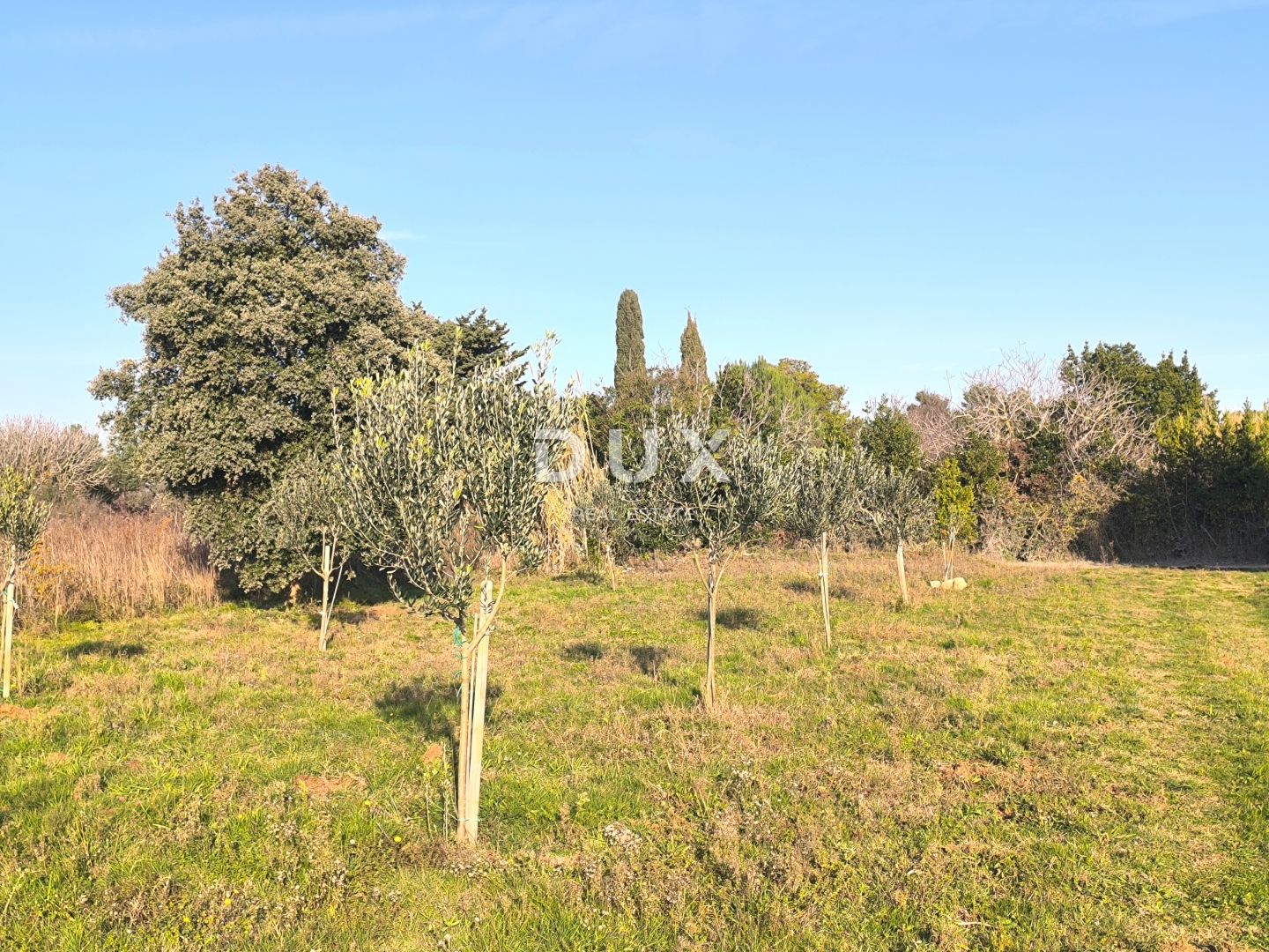 ISTRA, PREMANTURA - Maslinik s 50 maslina na rt.u Kamenjak 1300 m2