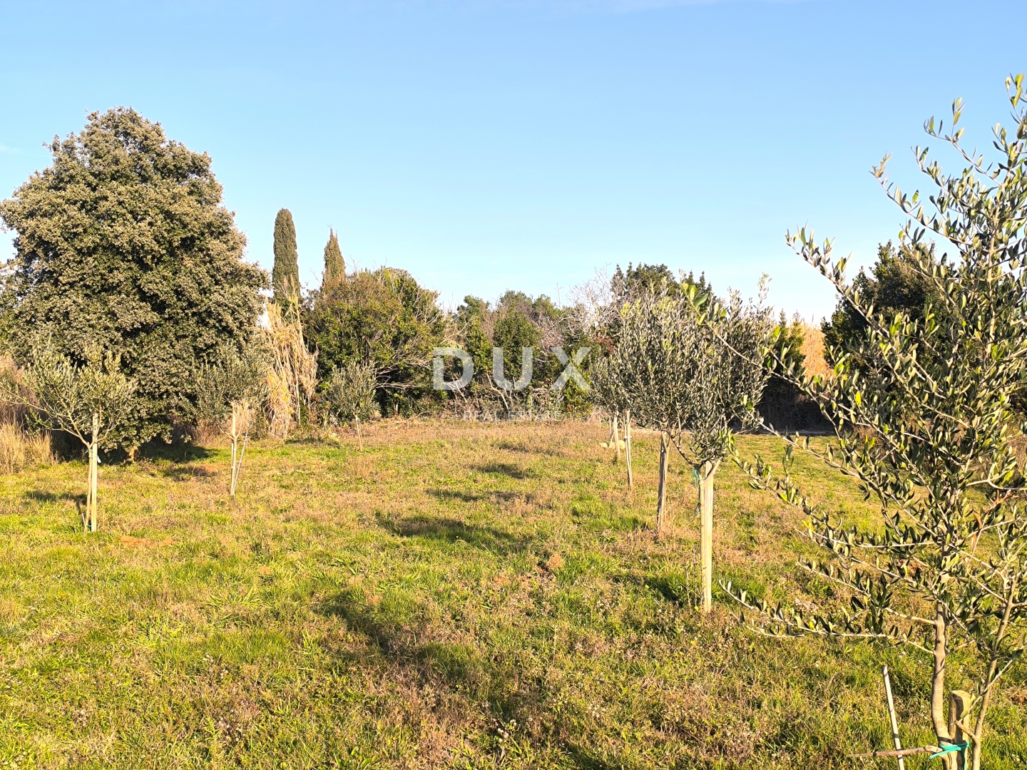 ISTRA, PREMANTURA - Maslinik s 50 maslina na rt.u Kamenjak 1300 m2