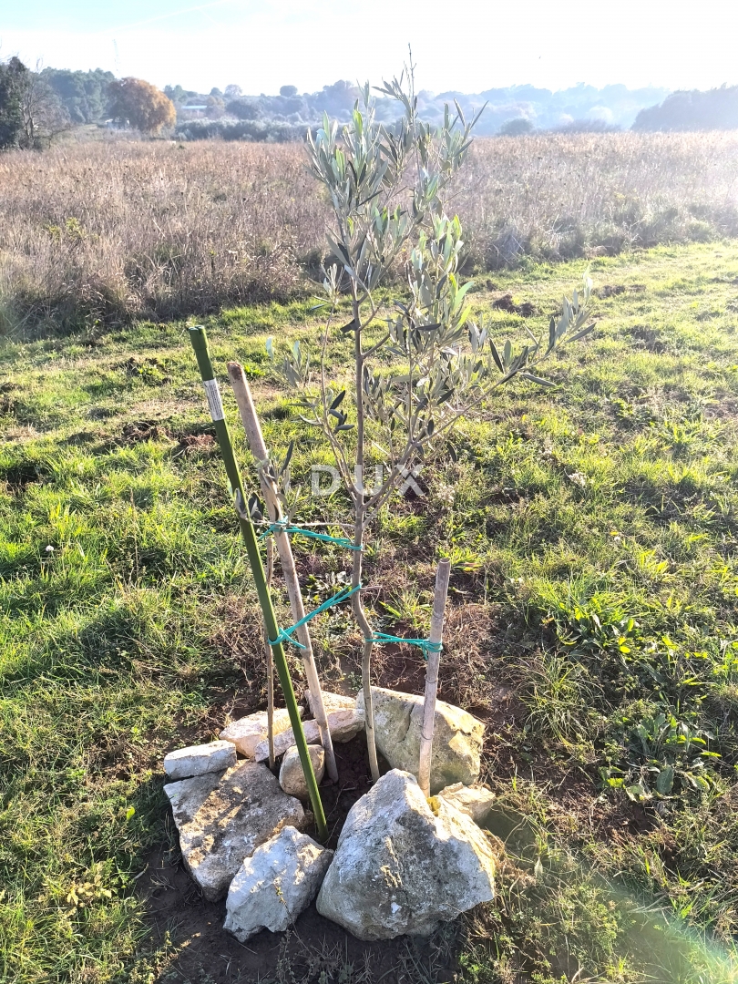 ISTRA, PREMANTURA - Maslinik s 50 maslina na rt.u Kamenjak 1300 m2