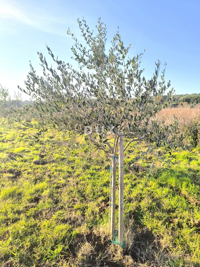 ISTRA, PREMANTURA - Maslinik s 50 maslina na rt.u Kamenjak 1300 m2