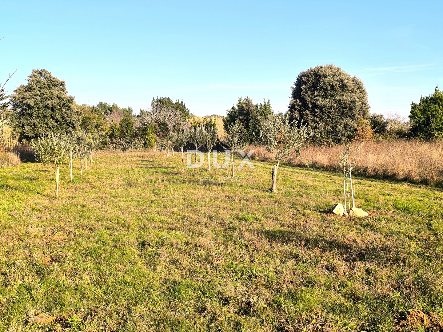 ISTRA, PREMANTURA - Maslinik s 50 maslina na rt.u Kamenjak 1300 m2