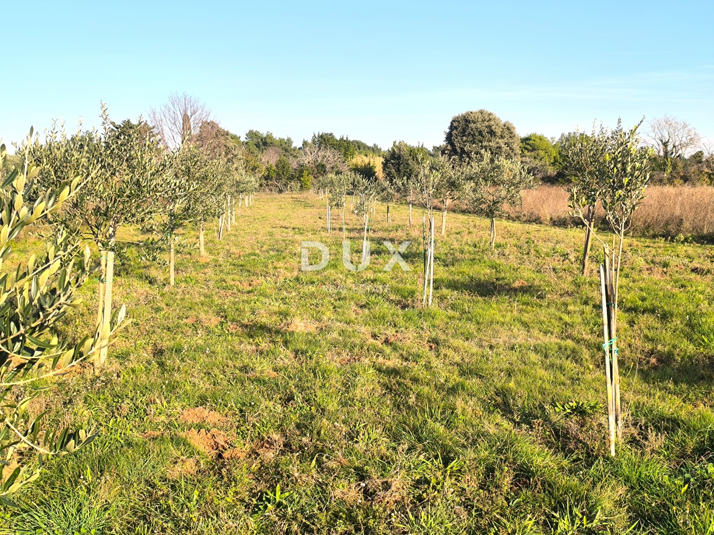 ISTRA, PREMANTURA - Maslinik s 50 maslina na rt.u Kamenjak 1300 m2