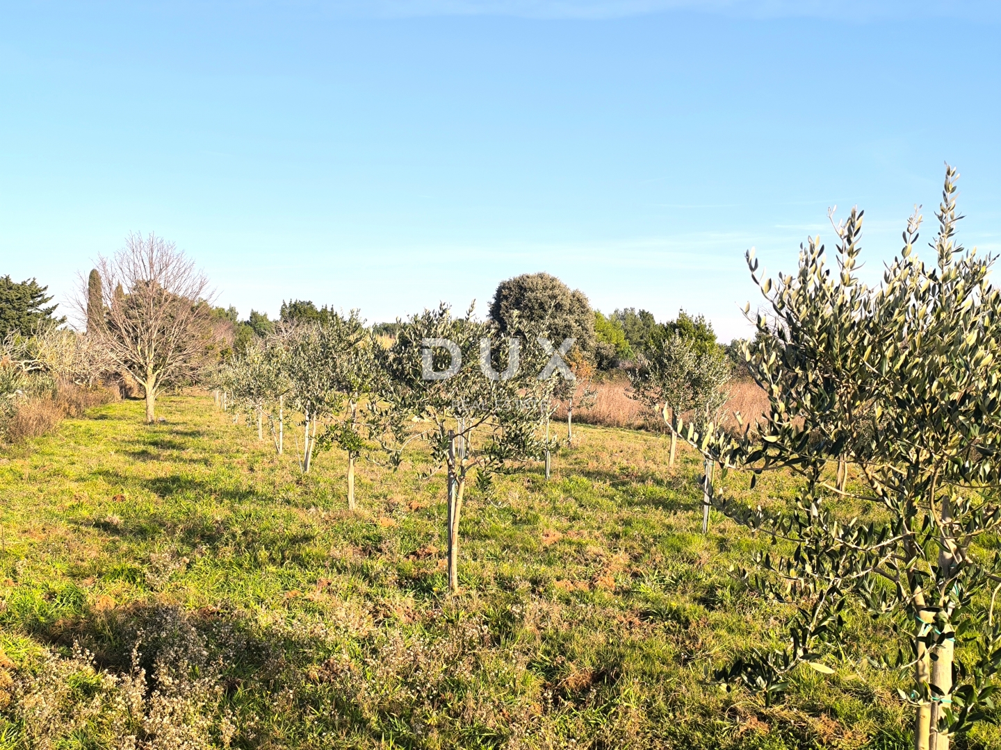 ISTRA, PREMANTURA - Maslinik s 50 maslina na rt.u Kamenjak 1300 m2